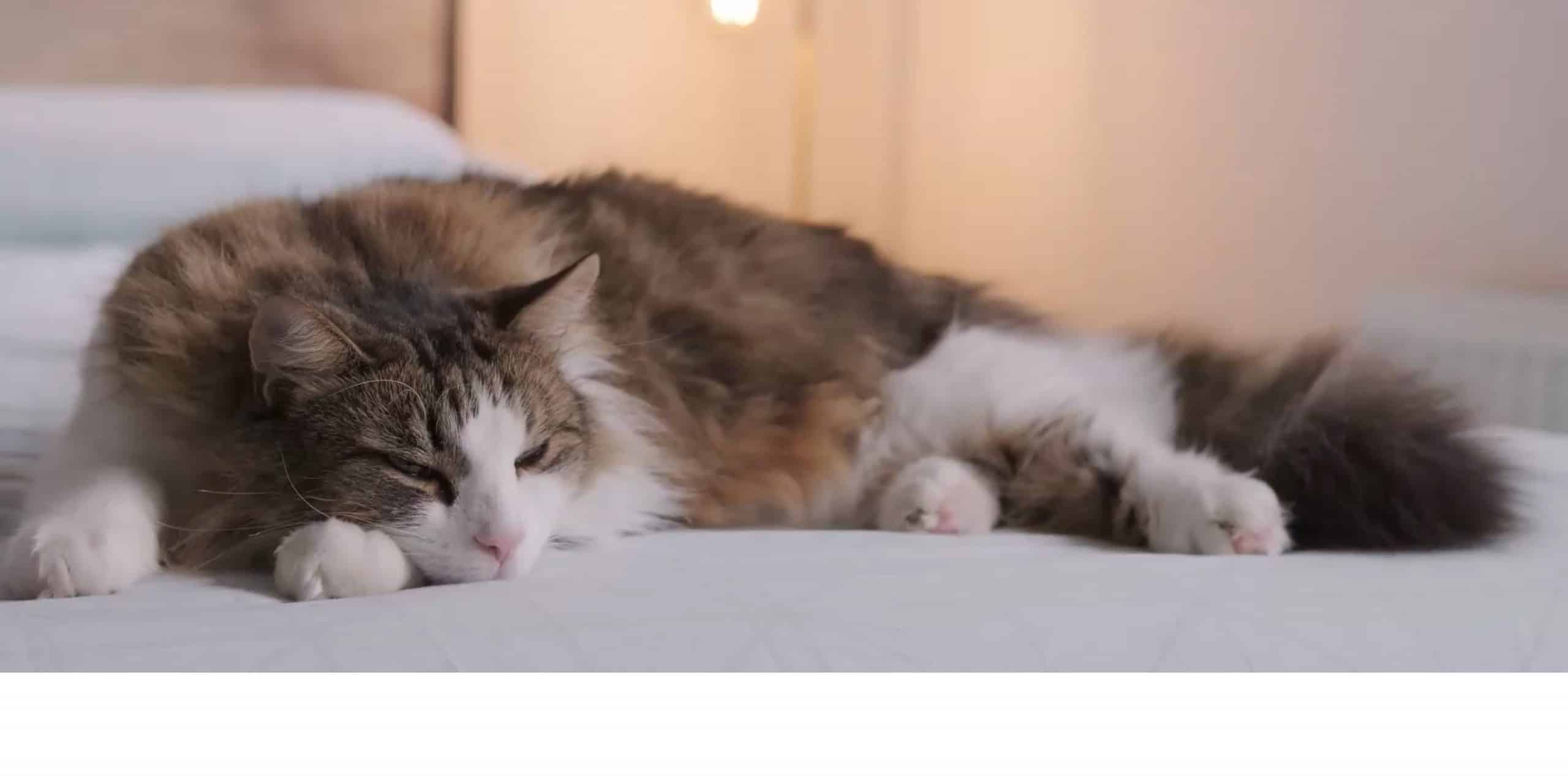 A great solution for you and your cat